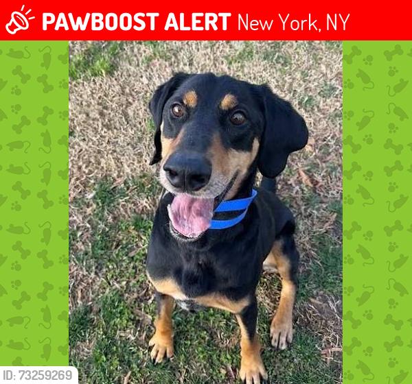 Lost Male Dog last seen stone street, New York, NY 10034