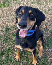 Lost Male Dog last seen stone street, New York, NY 10034
