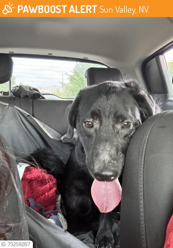 Found/Stray Male Dog last seen E Seventh Sun valley, Sun Valley, NV 89433