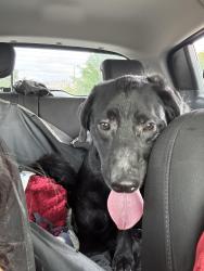 Found/Stray Male Dog last seen E Seventh Sun valley, Sun Valley, NV 89433