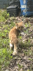 Found/Stray Unknown Cat last seen 19th Street, Columbus, GA 31901