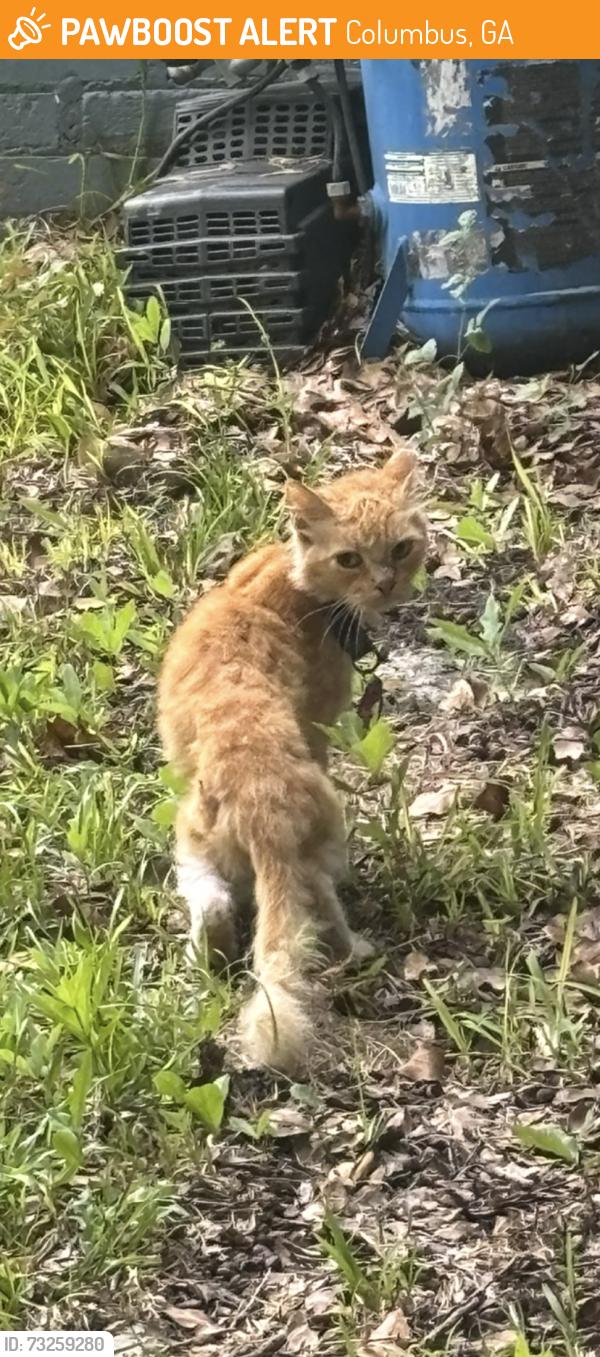 Found/Stray Unknown Cat last seen 19th Street, Columbus, GA 31901