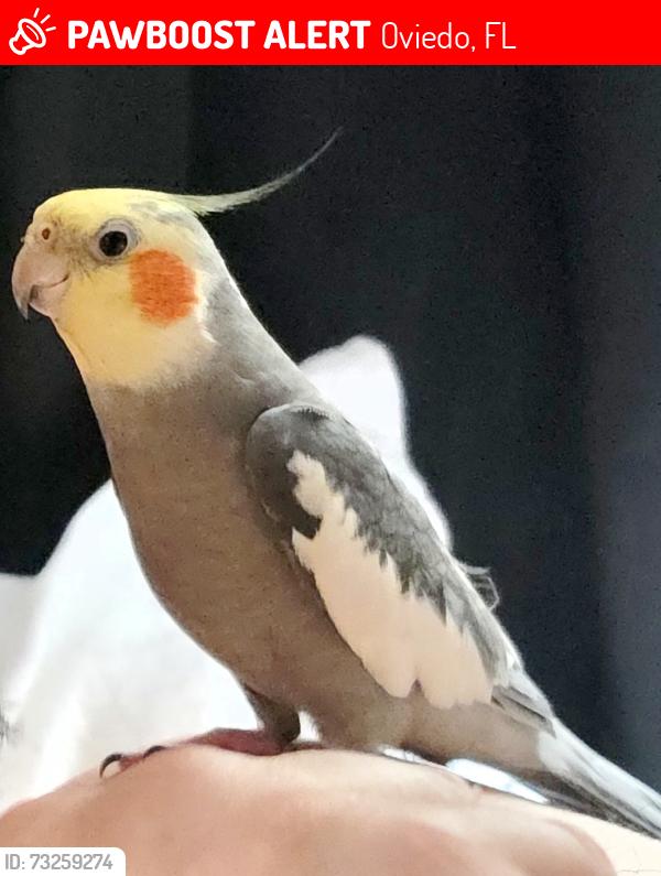 Lost Male Bird last seen Riverside oviedo, Oviedo, FL 32766