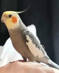 Lost Male Bird last seen Riverside oviedo, Oviedo, FL 32766