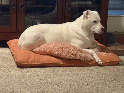 Reunited Male Dog last seen Forest and Audelia, Dallas, TX 75243