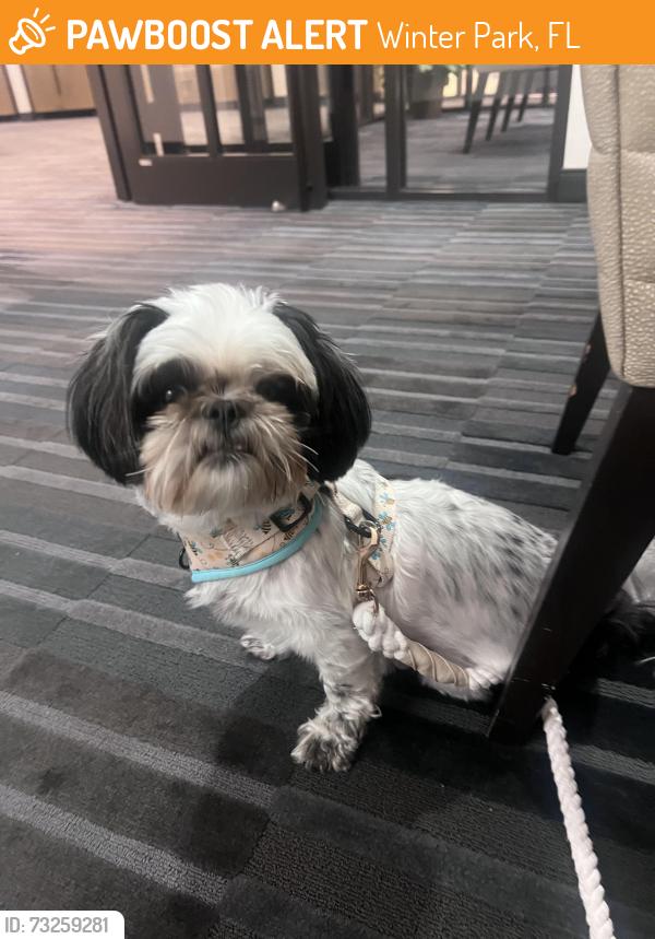 Found/Stray Female Dog last seen Red bug /tuskawilla, Winter Park, FL 32789