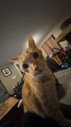 Lost Male Cat last seen Wood St and Hughson st., Hamilton, ON L8L 3Y2