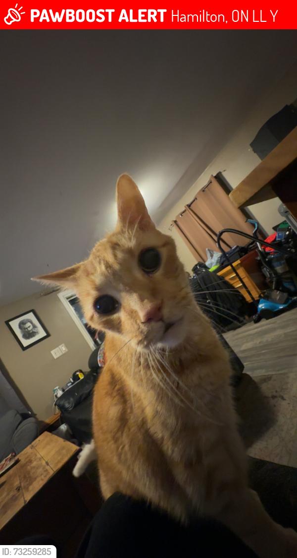 Lost Male Cat last seen Wood St and Hughson st., Hamilton, ON L8L 3Y2