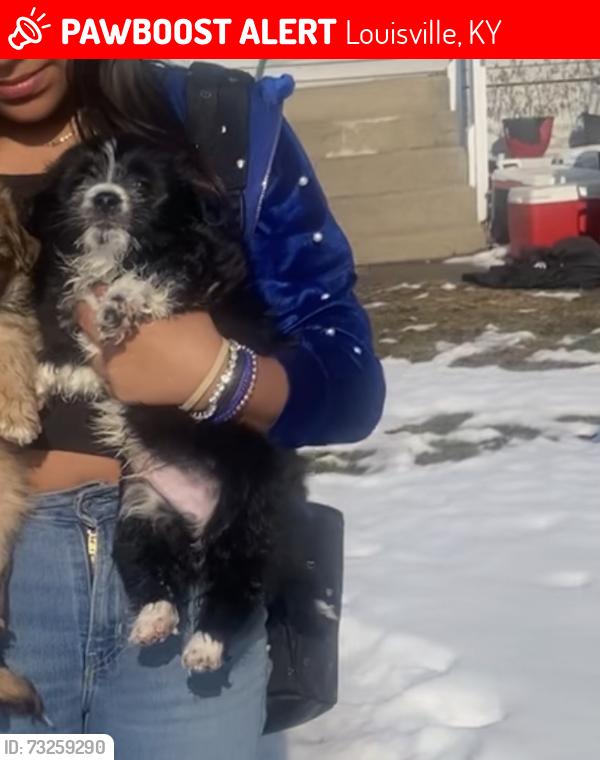 Lost Male Dog last seen Whiter water river, Louisville, KY 40203