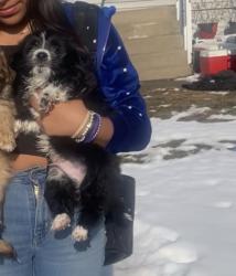 Lost Male Dog last seen Whiter water river, Louisville, KY 40203