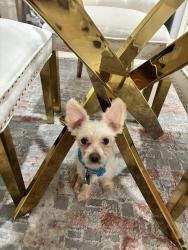 Lost Male Dog last seen Bellaire, Houston, TX 77083