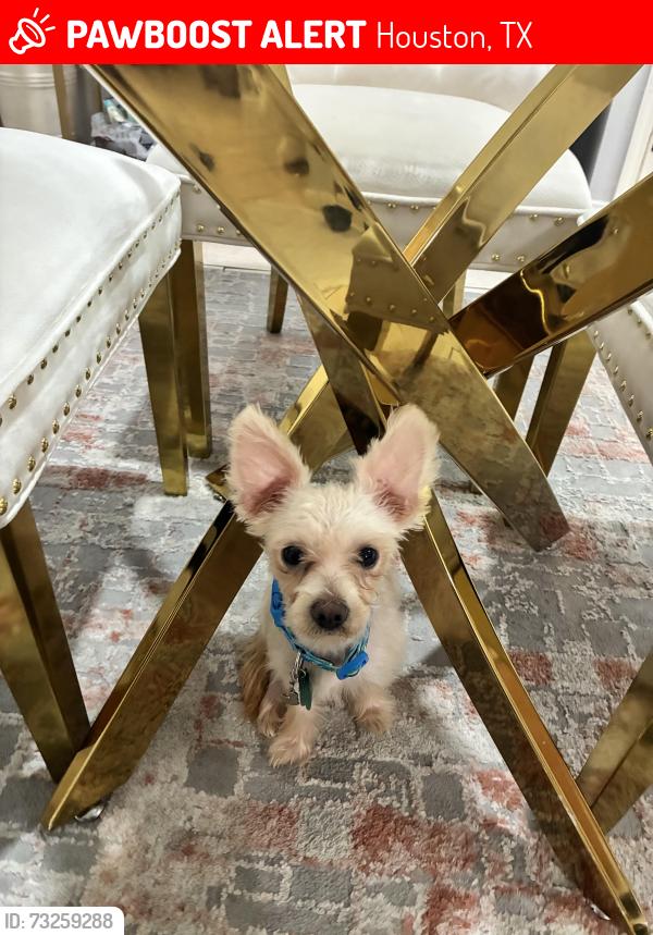 Lost Male Dog last seen Bellaire, Houston, TX 77083