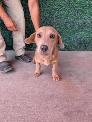 Shelter Stray Male Dog last seen Near honey willow, CITY of El Paso, TX, 5001 Fred Wilson Ave, El Paso, TX 79906, USA