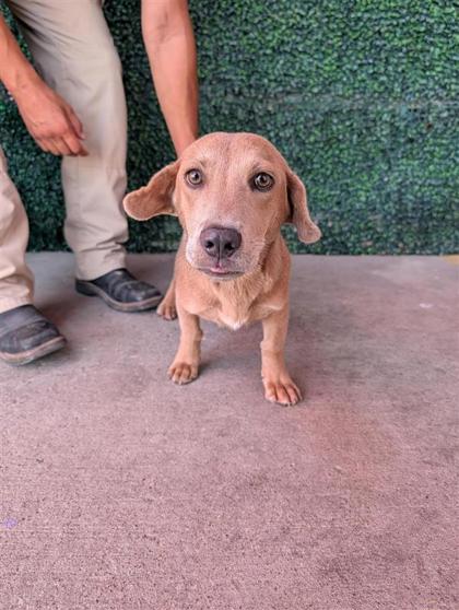 Shelter Stray Male Dog last seen Near honey willow, CITY of El Paso, TX, 5001 Fred Wilson Ave, El Paso, TX 79906, USA