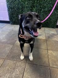 Shelter Stray Female Dog last seen Near KILA ST, Horizon, TX, 5001 Fred Wilson Ave, El Paso, TX 79906, USA