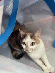 Reunited Female Cat last seen Fenway college pizza Nextdoor/macha cafe miko, Boston, MA 02215
