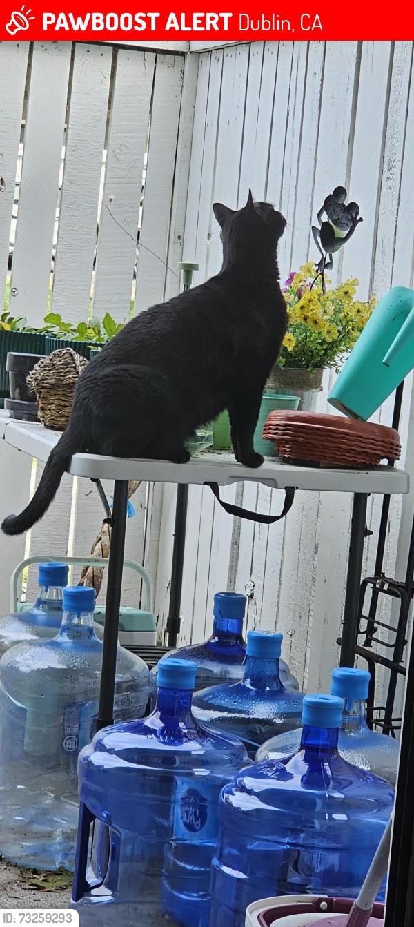 Lost Female Cat last seen Amador Lakes apmts, Dublin, CA 94568