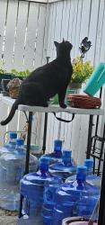 Lost Female Cat last seen Amador Lakes apmts, Dublin, CA 94568