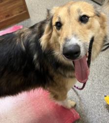 Shelter Stray Female Dog last seen Near Ross Hanover Rd, Hamilton, OH, 1820 Princeton Rd, Hamilton, OH 45011, USA