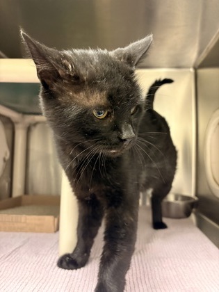 Shelter Stray Male Cat last seen Near Hicks Blvd, Fairfield, OH, 1820 Princeton Rd, Hamilton, OH 45011, USA