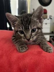 Shelter Stray Female Cat last seen Folsom Blvd at 39th St, City of Sacramento, CA, 6201 Florin Perkins Rd, Sacramento, CA 95828, USA