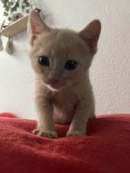 Shelter Stray Male Cat last seen Folsom Blvd at 39th St, City of Sacramento, CA, 6201 Florin Perkins Rd, Sacramento, CA 95828, USA