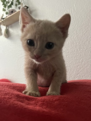 Shelter Stray Male Cat last seen Folsom Blvd at 39th St, City of Sacramento, CA, 6201 Florin Perkins Rd, Sacramento, CA 95828, USA