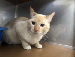 Shelter Stray Male Cat last seen Dumped in OAS parking lot, Oakland,, 1101 29th Ave, Oakland, CA 94601, USA
