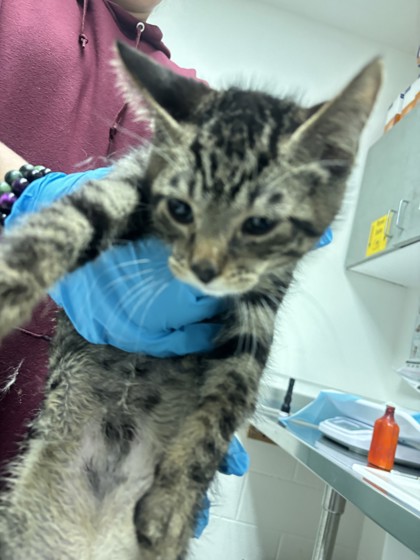 Shelter Stray Male Cat last seen Dumped in OAS parking lot, Oakland,, 1101 29th Ave, Oakland, CA 94601, USA