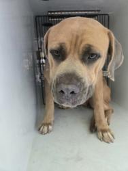 Shelter Stray Female Dog last seen Near la grange blvd, Fulton County, GA, 1251 Fulton Industrial Blvd NW, Atlanta, GA 30336, USA