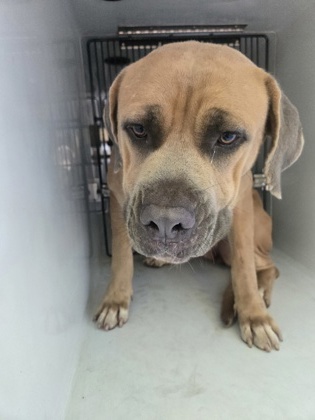 Shelter Stray Female Dog last seen Near la grange blvd, Fulton County, GA, 1251 Fulton Industrial Blvd NW, Atlanta, GA 30336, USA