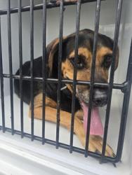 Shelter Stray Male Dog last seen Near ravenwood dr, South Fulton, GA, 1251 Fulton Industrial Blvd NW, Atlanta, GA 30336, USA