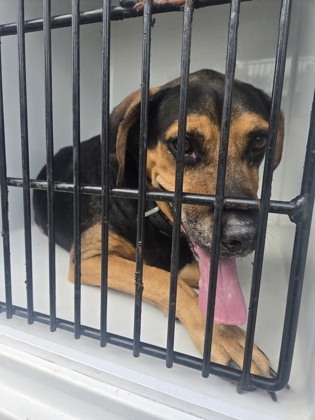 Shelter Stray Male Dog last seen Near ravenwood dr, South Fulton, GA, 1251 Fulton Industrial Blvd NW, Atlanta, GA 30336, USA