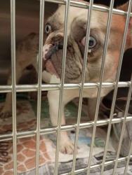 Shelter Stray Male Dog last seen Elm St and Vesta Ave, College Park, GA, 1251 Fulton Industrial Blvd NW, Atlanta, GA 30336, USA