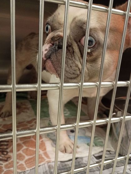 Shelter Stray Male Dog last seen Elm St and Vesta Ave, College Park, GA, 1251 Fulton Industrial Blvd NW, Atlanta, GA 30336, USA