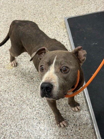 Shelter Stray Female Dog last seen Burrington Ct, Gastonia, NC, 1491 Business Park Ct, Gastonia, NC 28052, USA