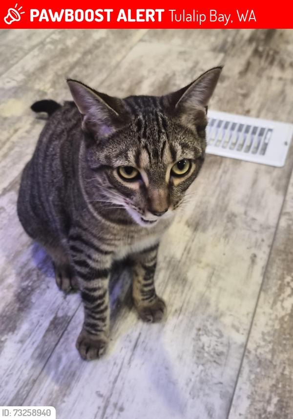 Lost Female Cat last seen 92nd St NE & 2nd Ave NE, Tulalip Bay, WA 98271