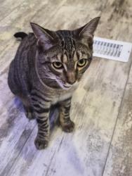 Lost Female Cat last seen 92nd St NE & 2nd Ave NE, Tulalip Bay, WA 98271