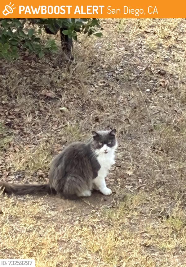 Found/Stray Unknown Cat last seen Santa Cruz Ave and Guizot, San Diego, CA 92107