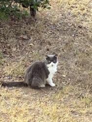 Found/Stray Unknown Cat last seen Santa Cruz Ave and Guizot, San Diego, CA 92107