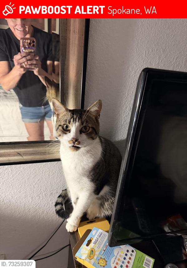 Lost Male Cat last seen Perry District, Grant Elementary, Spokane, WA 99202