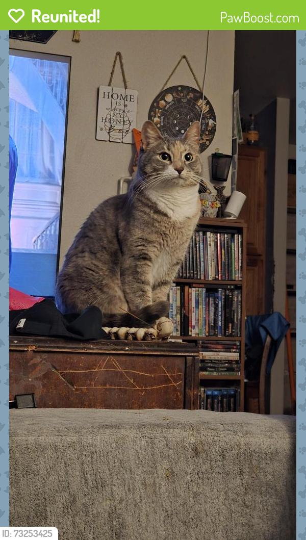 Reunited Female Cat last seen Alturas ave and Wesley dr, Reno, NV 89503