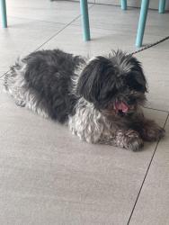 Reunited Female Dog last seen 11th street between 5th and 6th avenue Brooklyn, NY, Brooklyn, NY 11215