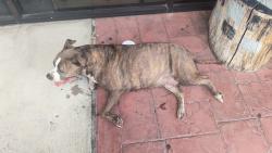 Found/Stray Female Dog last seen S Kirkwood Road & Bissonnet, Houston, TX 77099