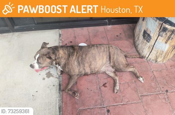 Found/Stray Female Dog last seen S Kirkwood Road & Bissonnet, Houston, TX 77099