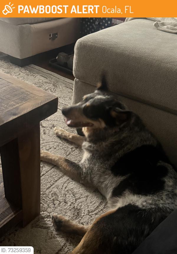 Found/Stray Female Dog last seen Hidden Lake, Ocala, FL 34476
