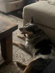 Found/Stray Female Dog last seen Hidden Lake, Ocala, FL 34476