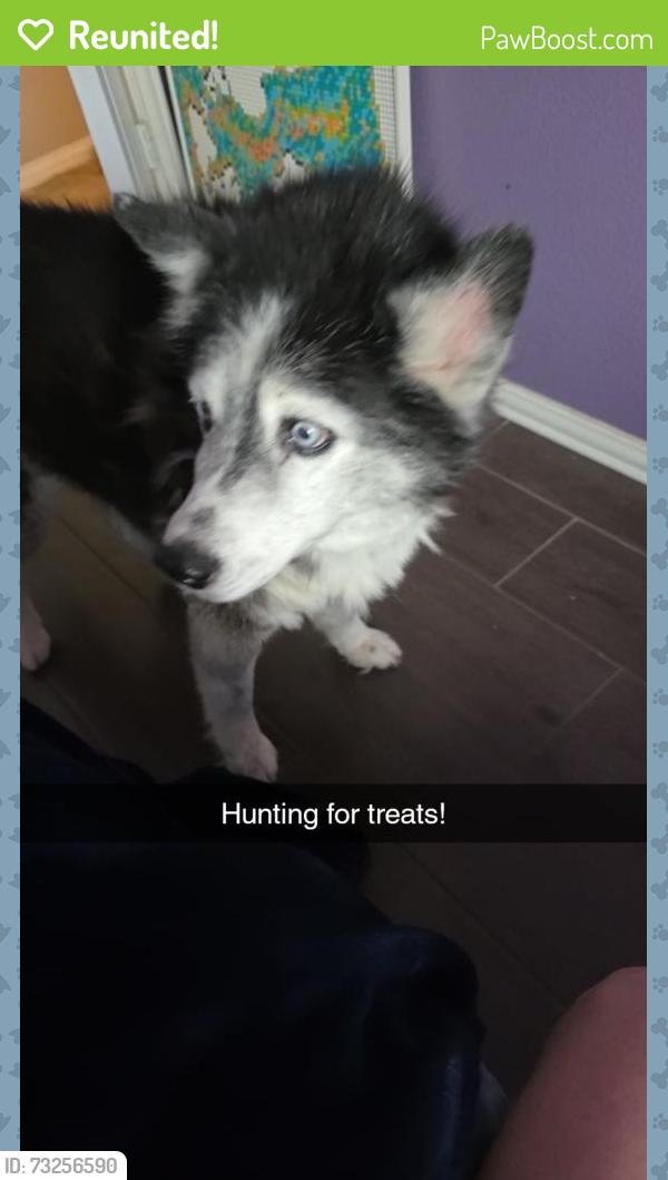 Reunited Female Dog last seen Near Glen Cove Ct., Mansfield, TX 76063