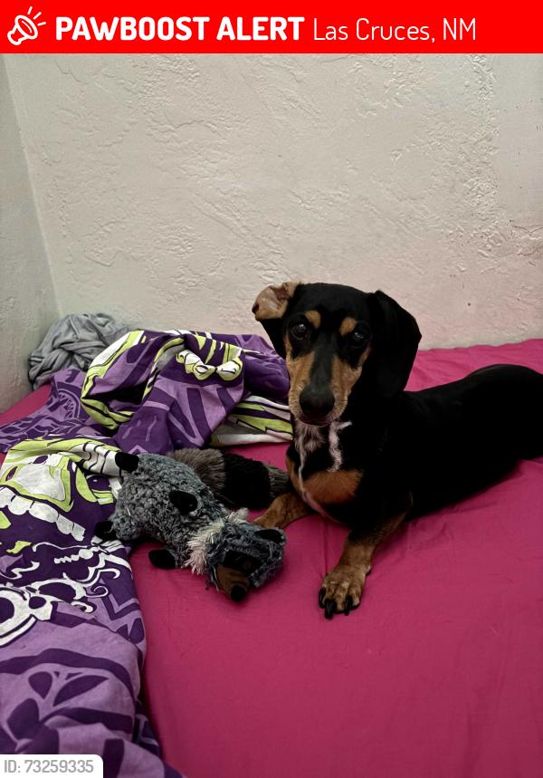 Lost Male Dog last seen Idaho and Pecos, Las Cruces, NM 88001
