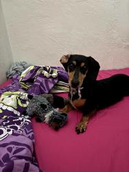 Lost Male Dog last seen Idaho and Pecos, Las Cruces, NM 88001